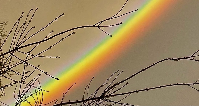 A rainbow arching over the bare branches of the farm orchard