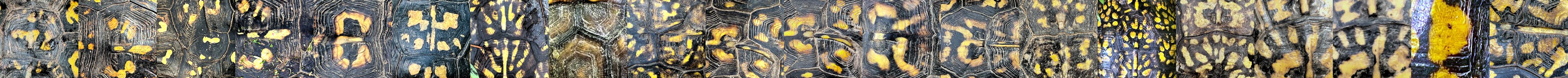 A mosaic of box turtle shells photographed on the farm — every pattern different